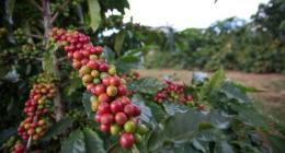 INDICADORES: Preços do café e do milho em alta. Açúcar em queda, nesta segunda-feira (13)