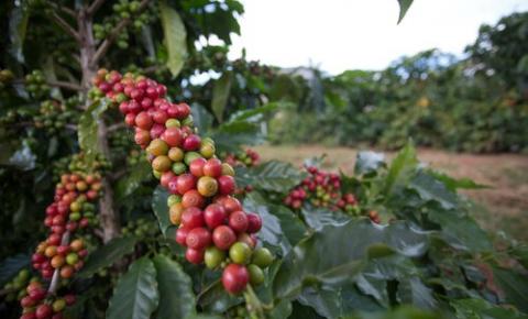 INDICADORES: Preços do café e do milho em alta. Açúcar em queda, nesta segunda-feira (13)
